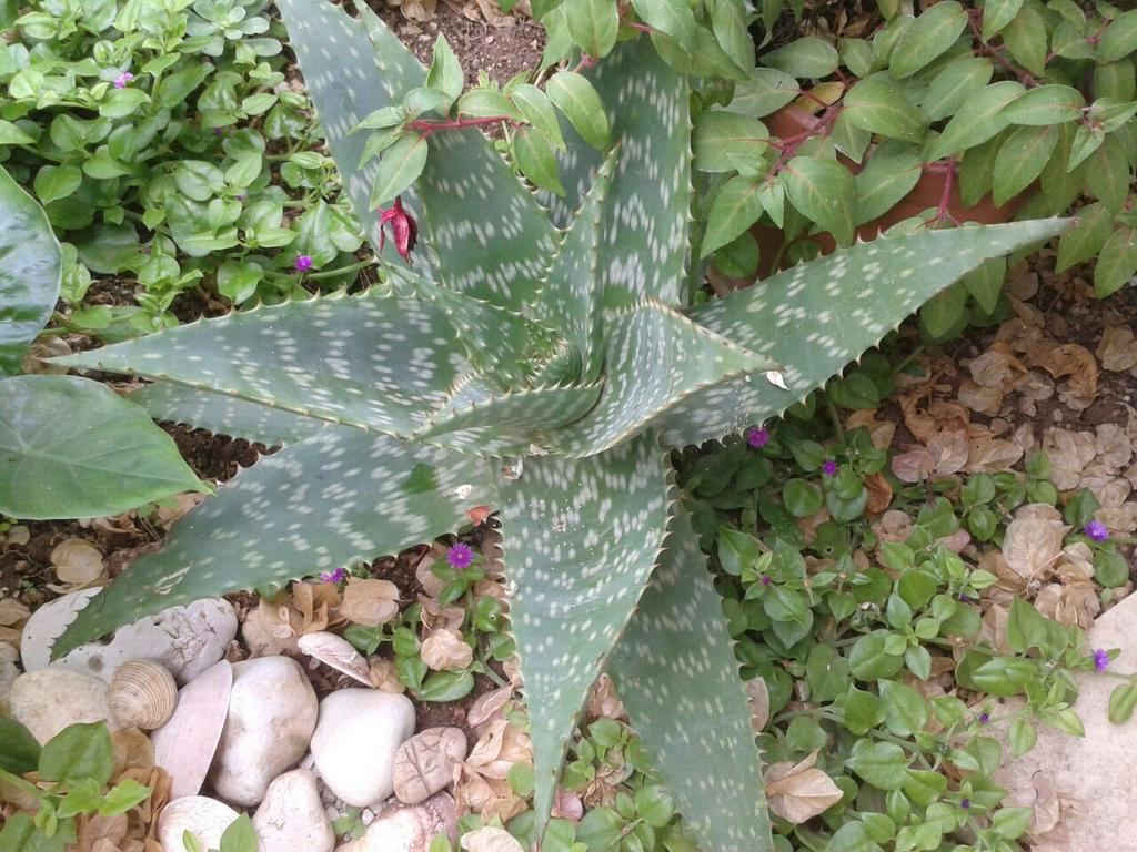 Apartment Cactus 多吉奥科如 外观 照片