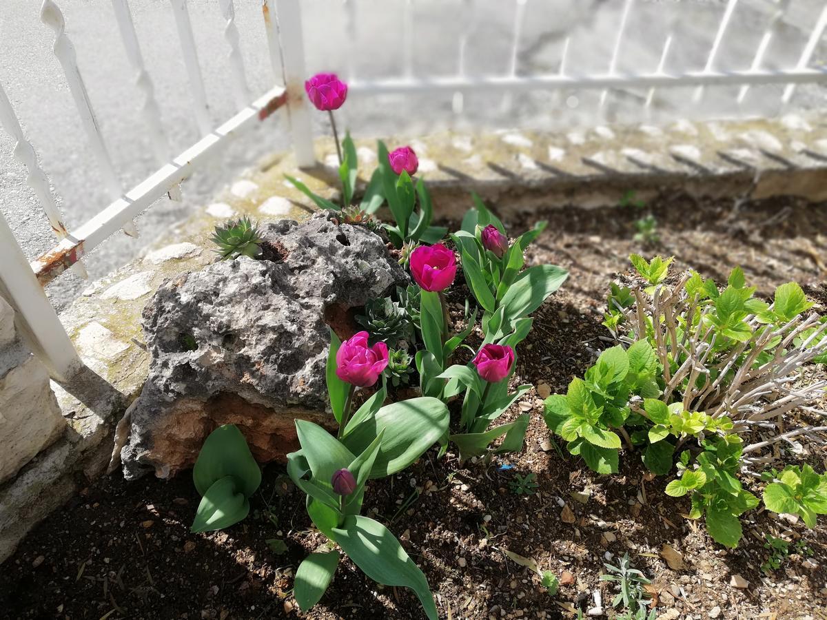 Apartment Cactus 多吉奥科如 外观 照片